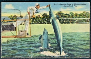 Tarjeta postal marsopa Feeding Time at Marine Studio MARINELAND FL  - Imagen 1 de 2