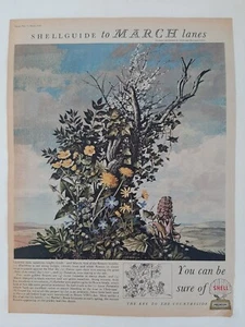 Vintage advertising 1954 ad SHELL MOTOR OIL Hilder flowers painting art - Picture 1 of 1