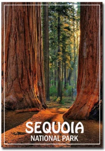 Sequoia Nationalpark Kühlschrankmagnete Größe 2,5" x 3,5" - Bild 1 von 1