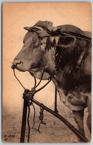 Postcard Ox Cow Hitched to Post - Picture 1 of 2
