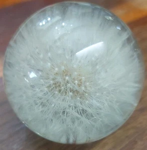 Hafod Grange Vintage Pusteblume Lucite Resin Briefbeschwerer  - Bild 1 von 7