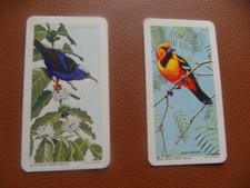 Brooke Bond Canada Tropical birds 1964 orig. teacards Nos.40&44 of 48, cv£1.5o.