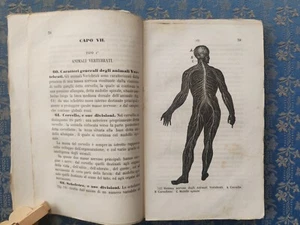 Luigi Bellardi - Nozioni elementari di storia naturale applicata 3 vol. 1855-63 - Imagen 1 de 24