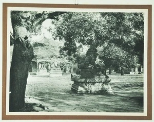 CAMEL STUDY Photogravure Photo CHINA PEKING ALBUM PLACE PHOTOGRAPHY - Picture 1 of 3