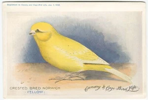 CRESTED BRED NORWICH, YELLOW, CANARY & CAGE BIRD LIFE - Postcard Size - Picture 1 of 2