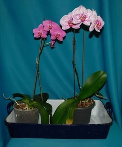 ANCIEN GRAND PLAT EMAILLE 53cm BLEU COBALT DETOURNE EN PORTE PLANTE VINTAGE - Picture 1 of 12
