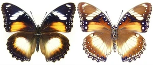 MOUNTED SPREAD BUTTERFLY - Hypolimnas bolina nerina, F3 - Picture 1 of 1