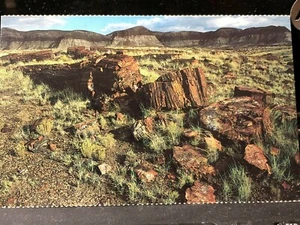 Monumento Nazionale Foresta Pietrificata, Arizona, cartolina d'epoca - Foto 1 di 2