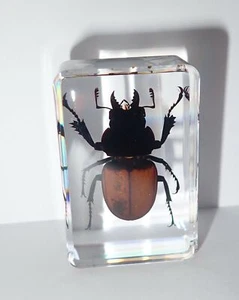 Brownish Stag Beetle in Small Clear Resin Block Teaching Specimen TE1 - Picture 1 of 11