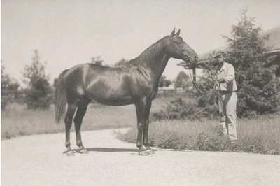 Postal de caballo 1930, 1933, 1934 y 1940 Leading Sire en EE. UU. "Sir Gallahad" 4X6. Foto 1 de 2