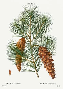 Botanical Plant Print - White pine, Pinus strobus Art Print - Picture 1 of 1
