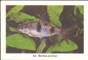 Rizla (NL) - Exotic Aquarium Fish, Series 2, overprint back - 63 - Arulius Barb - Picture 1 of 2
