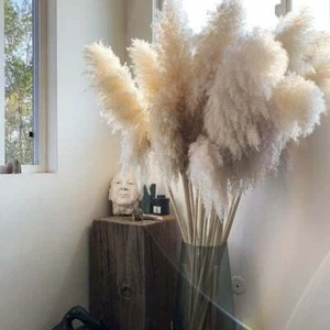 Canne erba pampa essiccate pennacchi 140 cm piume decorative composizione floreale - Foto 1 di 7
