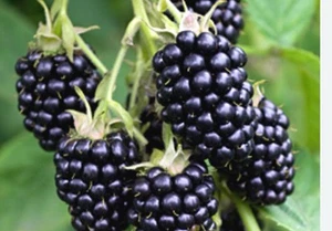Buy Two Get One FREE ! - THORNLESS Blackberry Plants- TRIPLE CROWN - Picture 1 of 5