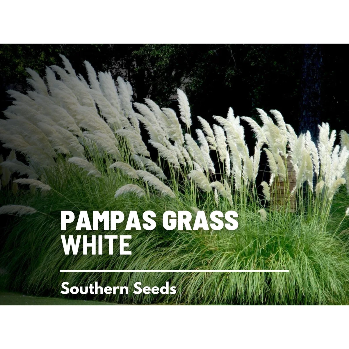 Cortaderia Selloana – Semillas De Hierba De Pampa Morada, 1000 Unidades – Yaxa