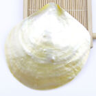 90mm-100mm Natural Light Golden Lip Shell MOP Display Dish Mother of Pearl