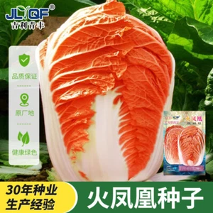 红心大白菜种子夏播耐热胶州白菜包心菜饺子菜种子蔬菜种子 Red heart Chinese cabbage seeds - Picture 1 of 16