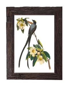 Vintage Flycatcher Bird Illustration Home Decor 5x7 Wall Art Print John Audubon - Picture 1 of 2