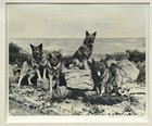 ELKHOUND ELK HOUND NORWEGAN DOG VINTAGE B&W PHOTOGRAPH 1936 Ralph Robinson