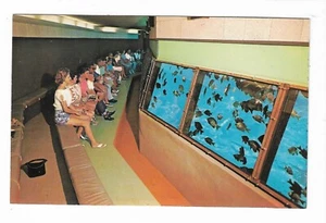 VTG Postcard Florida's Silver Springs Famous Glass Bottom Boats - Picture 1 of 2