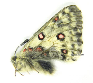 Mariposa/Papilionidae sin montar - Parnassius actius brutus, macho, Tayikistán - Imagen 1 de 1