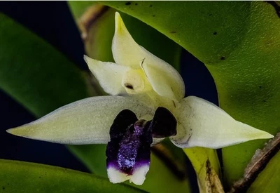 HALLAZGO RARO - Maxillaria equitans Foto 1 de 2