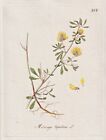Hopfenklee Hop Clover Gelbklee Klee Botanik Botany Kerner Kupferstich 1792