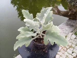 kalanchoe beharensis im Topf - Bild 1 von 3