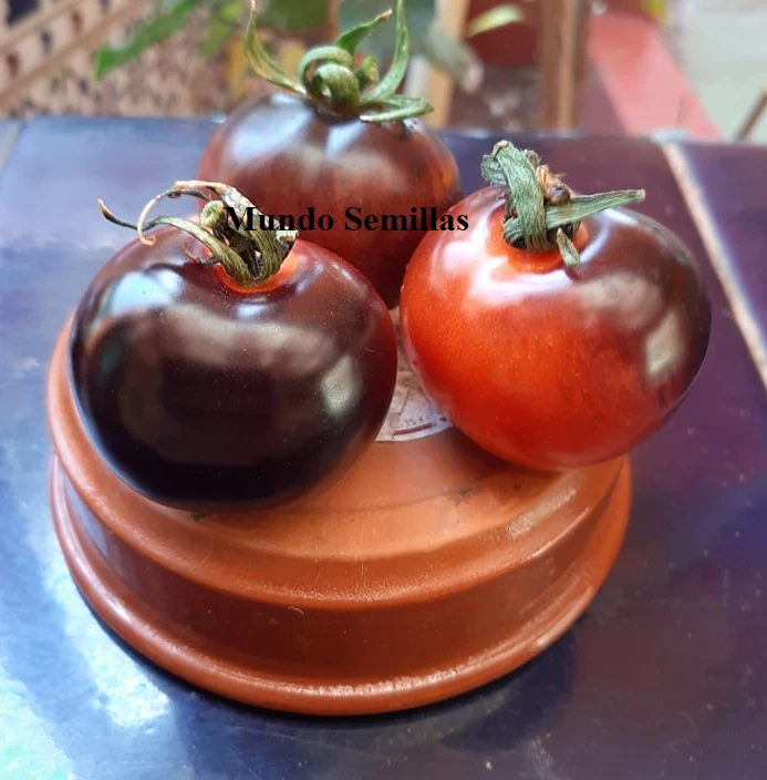 Tomate Indigo rose - 30 semillas frescas  - var. tomate azul - seeds - Imagen 1 de 1