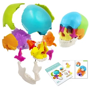 Disarticulated Human Skull Model, Human Skull Model Adult Didactic Version, 2... - Bild 1 von 7