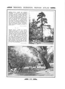 FORÊT CÈDRES AZROU CHÊNES VERTS AÏN LEUH PORTRAIT BOUAKHER ILLUSTRATION 1924 - Picture 1 of 2