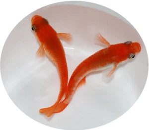 Medaka Eier, Reisfische, Red King, Oryzias latipes - Bild 1 von 3