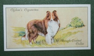 ROUGH COATED COLLIE   Vintage 1930's Illustrated Card   SC10