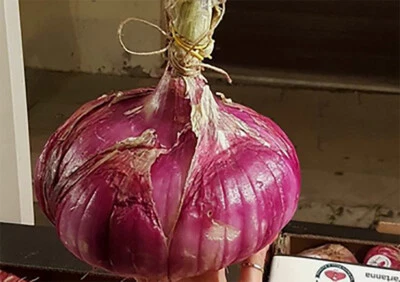 CIPOLLA ROSSA GIGANTE, 50 SEMI SELEZIONATI + OMAGGIO