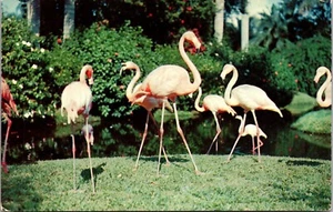 Colorful flamingos in FLORIDA R. R. Leahey Photo POSTCARD D18 - Picture 1 of 2