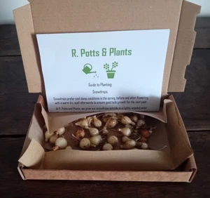 Organic snowdrop bulbs X 50 🌱❤️ - Picture 1 of 6