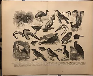Uccellini varietà cuculo Wren Osprey Oriole più incisione stampa del 1800 E9 - Foto 1 di 2