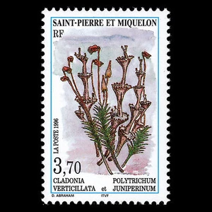 SPM 1996 - Moose und Flechten Flora Flora Pflanzen - Sc 625 postfrisch - Bild 1 von 2
