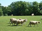Photo 6x4 Shorn sheep Hole Street Sheep trotting away from the footpath r c2011