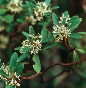 Tasmanischer Bergpfeffer 40-60cm - Drimys lanceolata - Bild 1 von 1