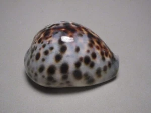 Cypraea tigris (Linnaeus,1758) "BLUE; DWARF!" (56.2mm) - Imagen 1 de 7