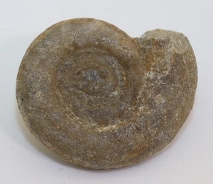 Ammonit, Dieneroceras tientungense, Trias, Smithian, Tsoteng, Guangxi,China-L601 - Picture 1 of 5