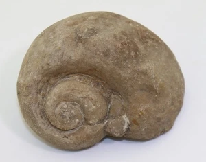 Schnecke, Platyostoma ventricosa, Devon, Crawfordsville, Indiana, USA -L894 - Picture 1 of 6