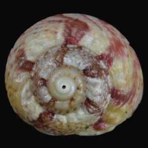 GIBBULA MAGUS w/o (Deltebre, Tarragona, Spain) 21.9mm #46774 - Picture 1 of 4