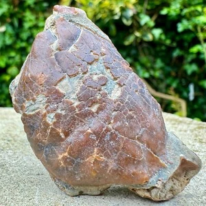 Rare Galene bispinosa Crab Fossil - Pliocene/Pleistocene: Australia - Authentic - Picture 1 of 2