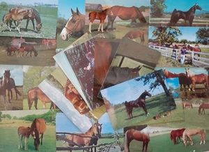 Postcard Lot 25+ Horses chrome era - Picture 1 of 9