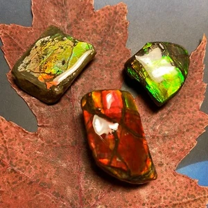 CLEARANCE Canadian Natural Ammonite Ammolite Specimen 3 pieces 15 Grams#2556-23 - Picture 1 of 6