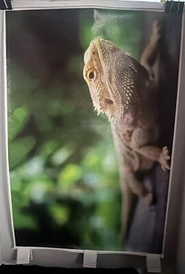 Bearded Dragon Reptile Canvas Poster UNFRAMED 16x24” - Picture 1 of 1