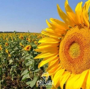 Helianthus giant. Sunflower seeds Buzuluk. Fresh organic seeds 50 /500 PCS - Picture 1 of 9