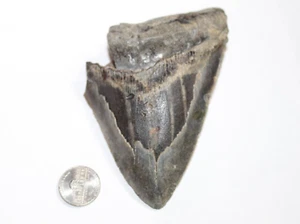 MEGALODON Haizahn Fossil No Repair Natural 4,98" RIESIGER SCHÖNER ZAHN - Bild 1 von 4
